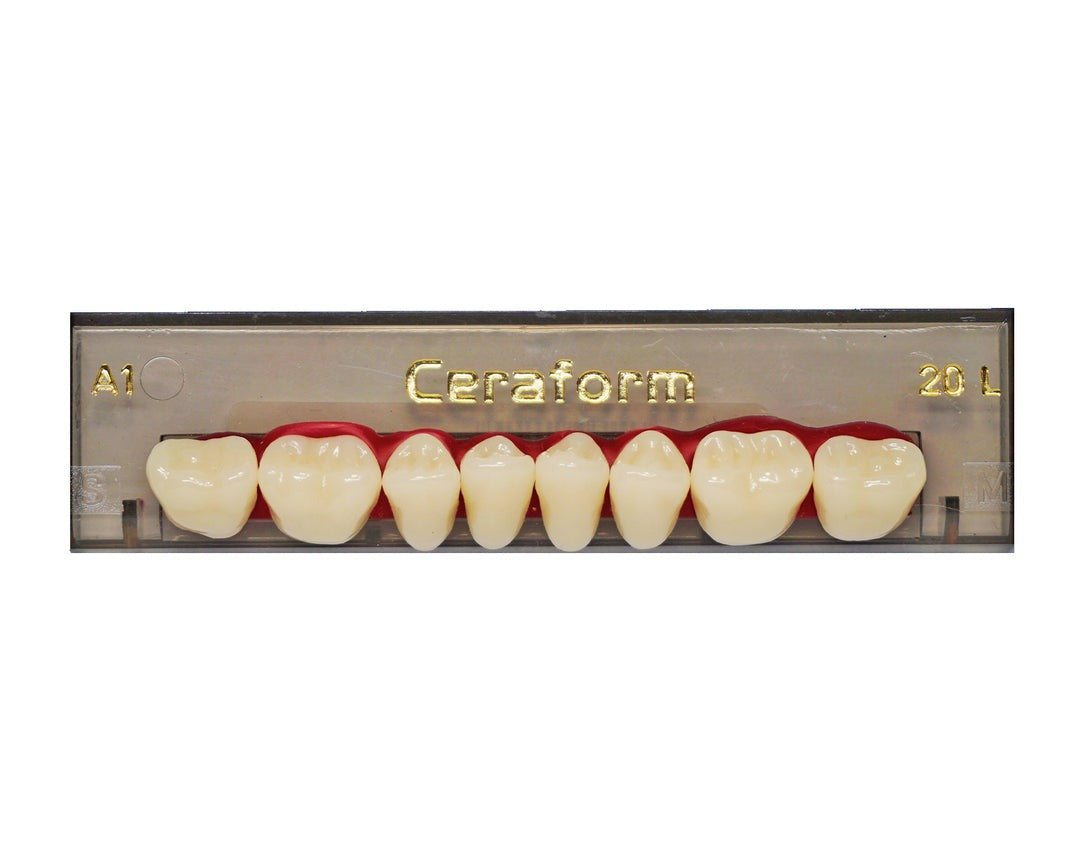 Ceraform Posterior Teeth