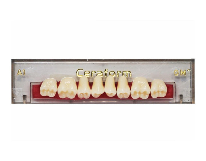 Ceraform Posterior Teeth