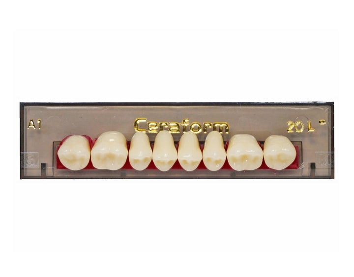 Ceraform Posterior Teeth